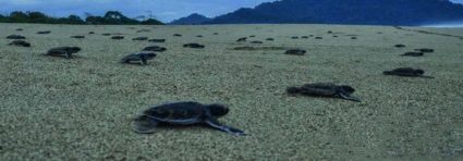 Surabaya Bromo Kalibaru Ijen Sukamade